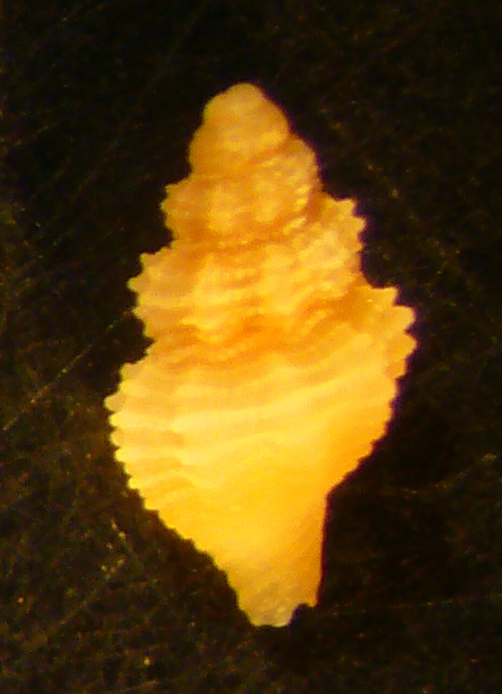 Conidae
